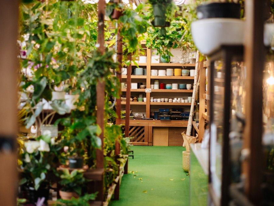 鉢植えの観葉植物のサンプル写真
